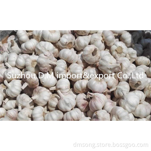 China farm fresh garlic